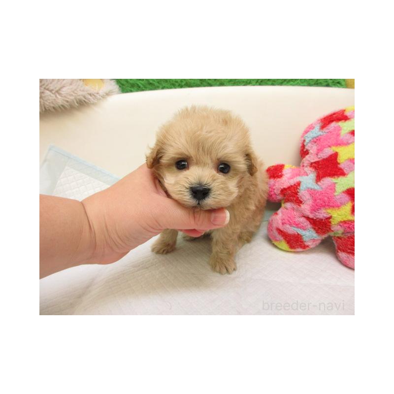 販売中の大阪府のマルプー:マルチーズ×トイプードル-430601の2枚目
