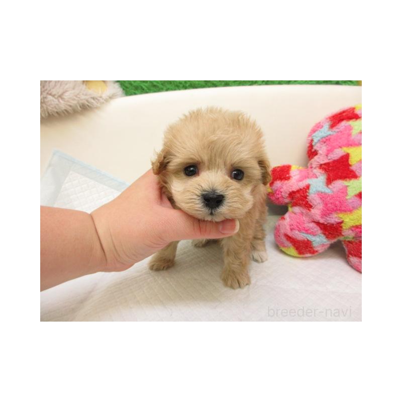 販売中の大阪府のマルプー:マルチーズ×トイプードル-430601の1枚目