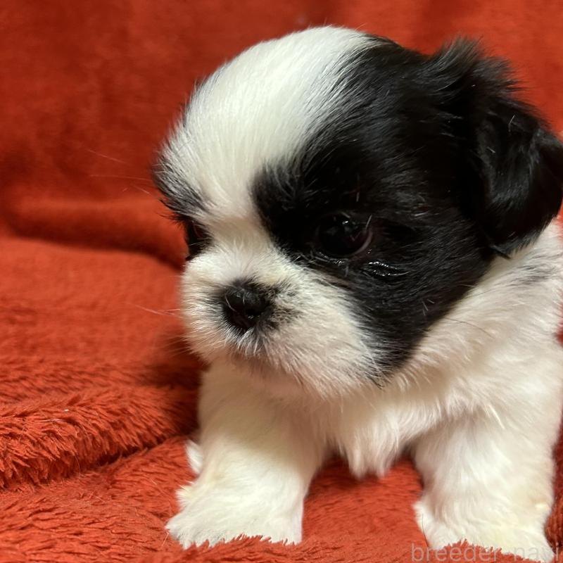 販売中の石川県のシーズー-430603の5枚目