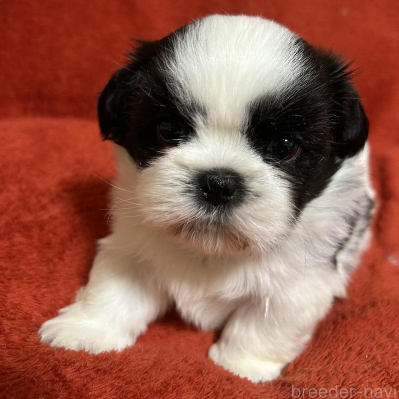 販売中の石川県のシーズー-430603の4枚目