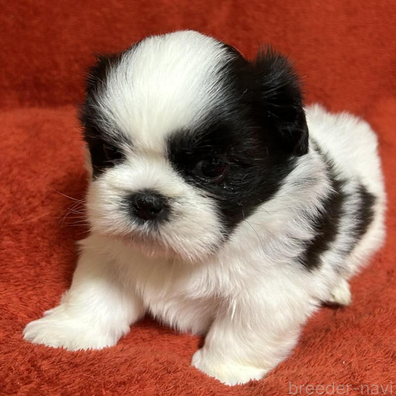 販売中の石川県のシーズー-430603の3枚目