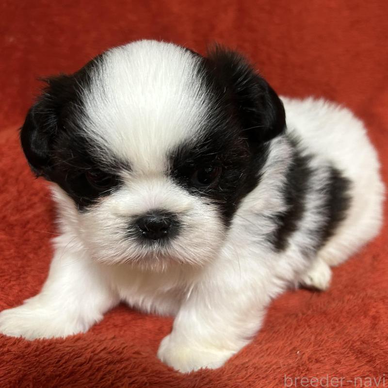 販売中の石川県のシーズー-430603の2枚目