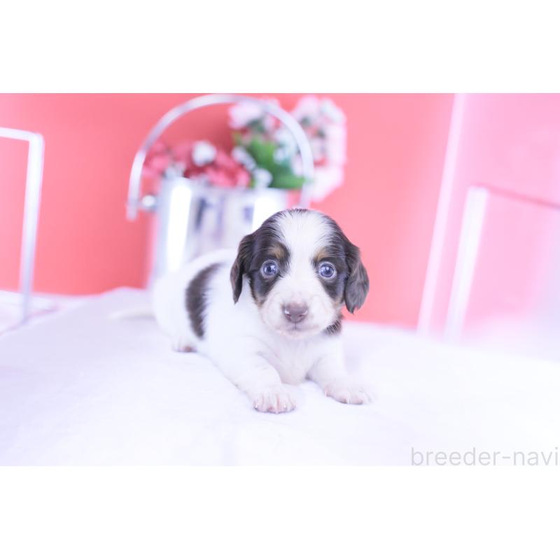 販売中の愛知県のカニンヘンダックスフンド(ロングヘアード)-430606の14枚目