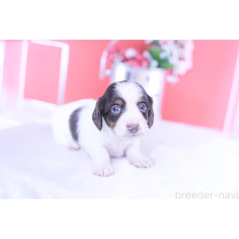 販売中の愛知県のカニンヘンダックスフンド(ロングヘアード)-430606の13枚目