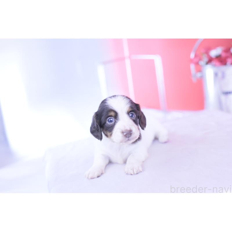 販売中の愛知県のカニンヘンダックスフンド(ロングヘアード)-430606の12枚目