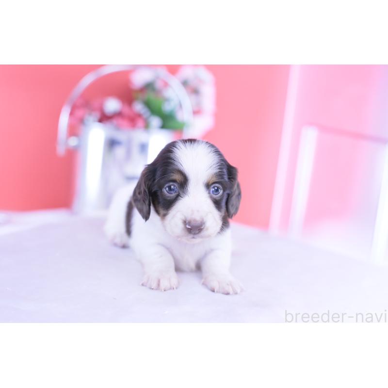 販売中の愛知県のカニンヘンダックスフンド(ロングヘアード)-430606の10枚目