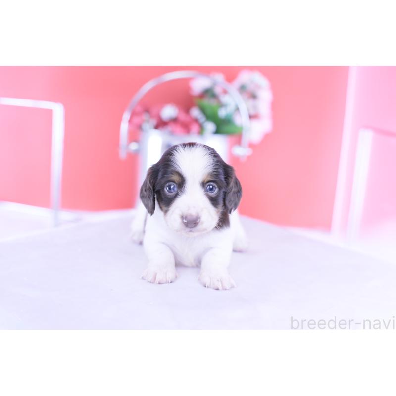 販売中の愛知県のカニンヘンダックスフンド(ロングヘアード)-430606の9枚目