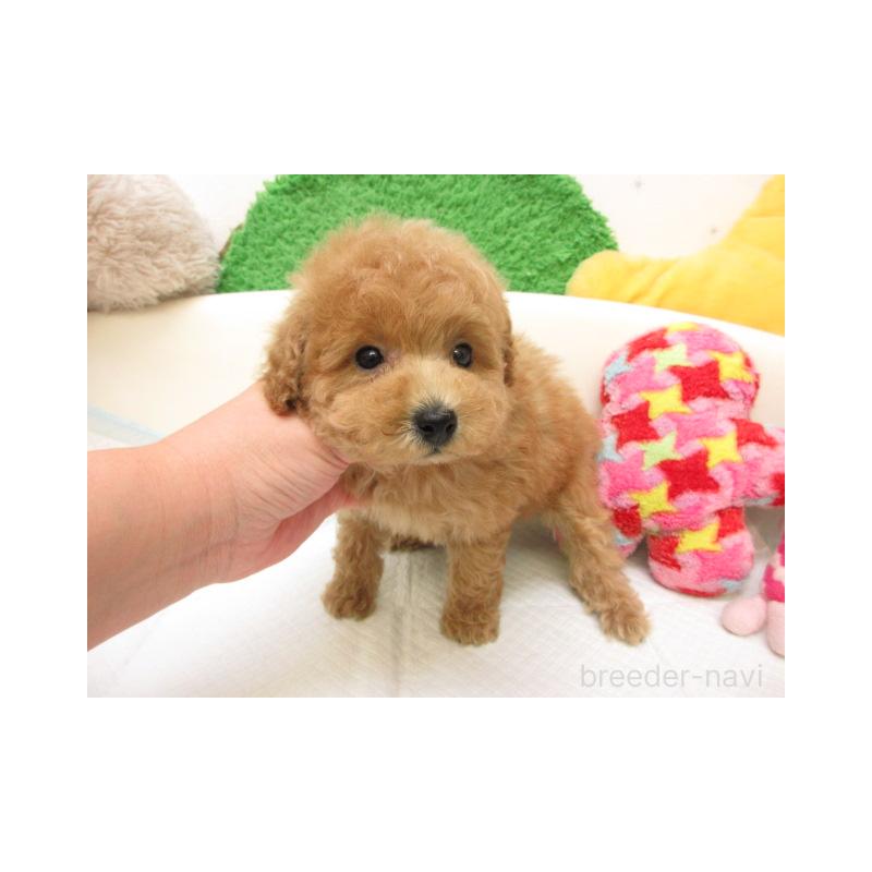 販売中の大阪府のトイプードル-430604の2枚目