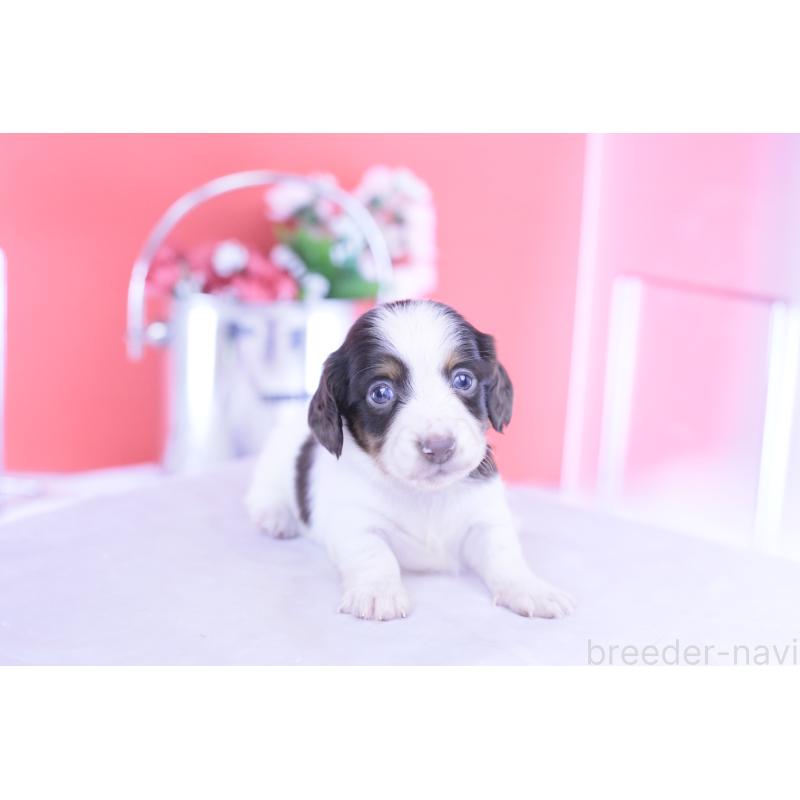 販売中の愛知県のカニンヘンダックスフンド(ロングヘアード)-430606の8枚目