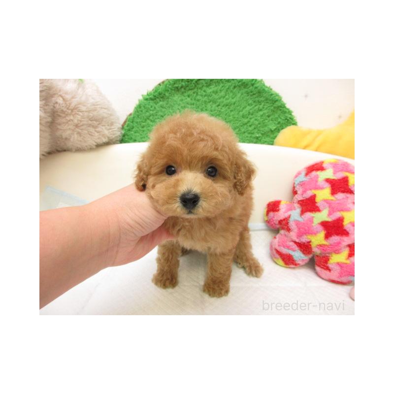 販売中の大阪府のトイプードル-430604