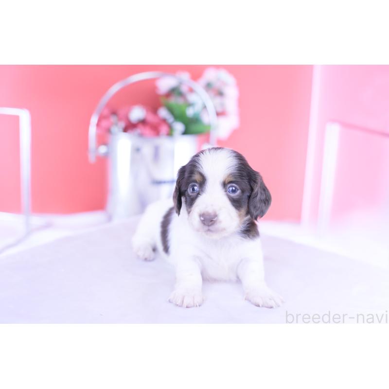 販売中の愛知県のカニンヘンダックスフンド(ロングヘアード)-430606の7枚目