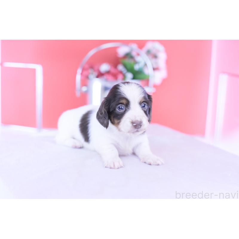 販売中の愛知県のカニンヘンダックスフンド(ロングヘアード)-430606の6枚目