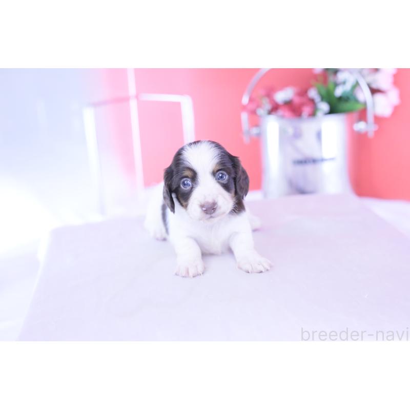 販売中の愛知県のカニンヘンダックスフンド(ロングヘアード)-430606の5枚目