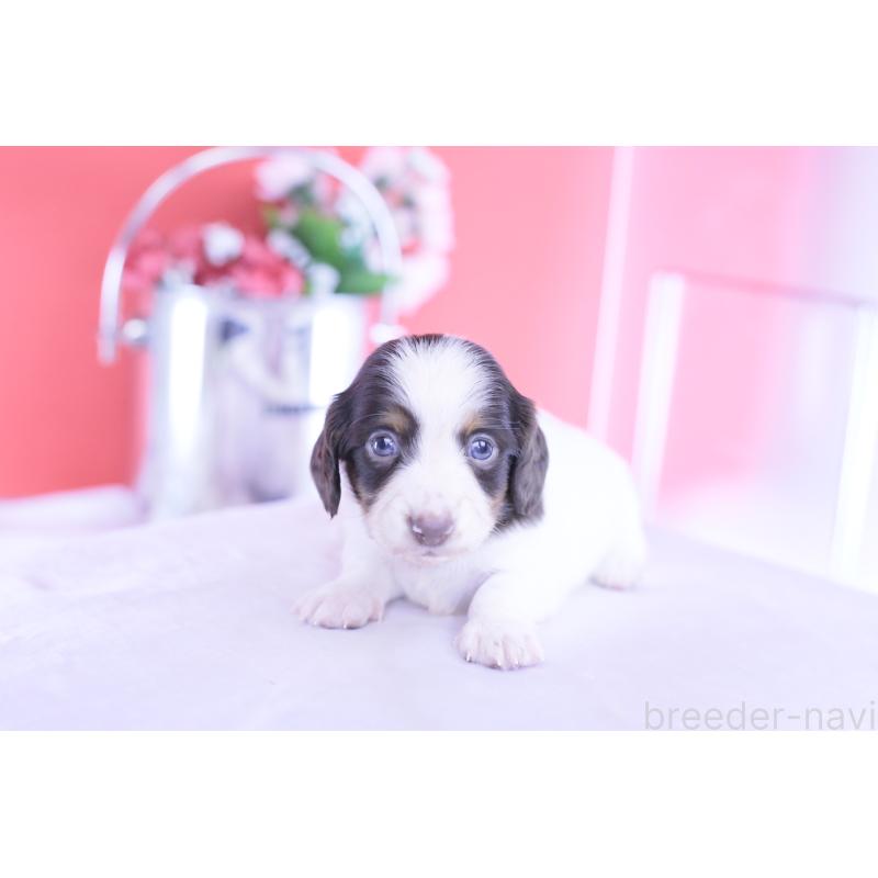 販売中の愛知県のカニンヘンダックスフンド(ロングヘアード)-430606の4枚目