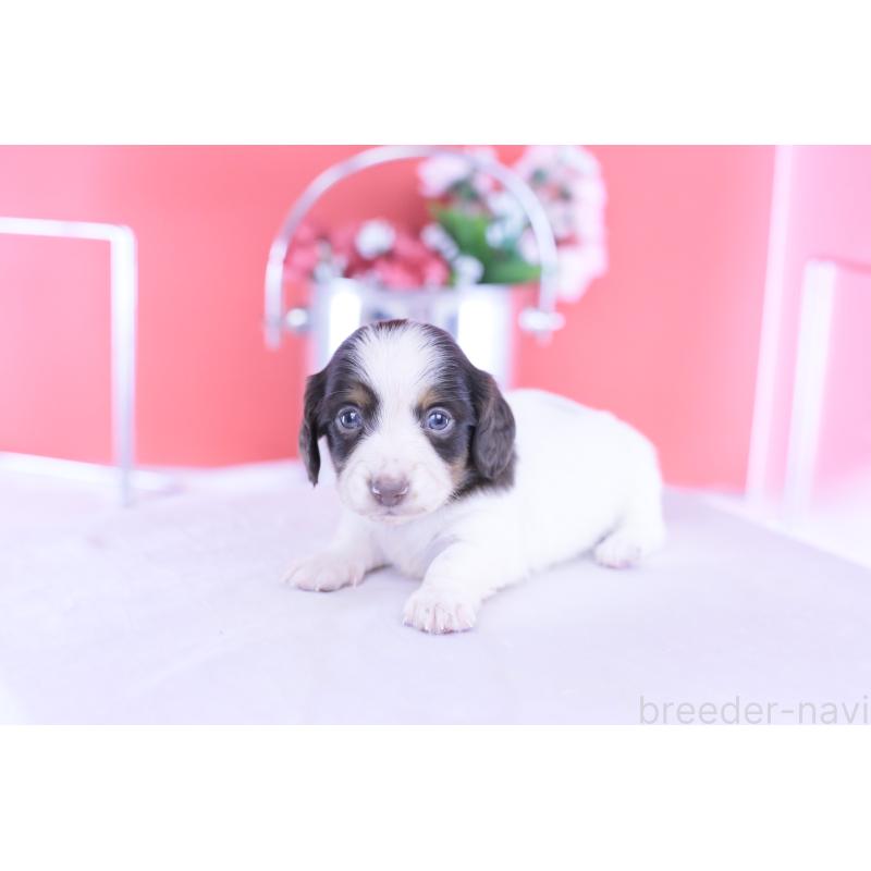 販売中の愛知県のカニンヘンダックスフンド(ロングヘアード)-430606の3枚目