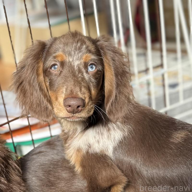 成約済の埼玉県のミニチュアダックスフンド(ロングヘアード)-417128