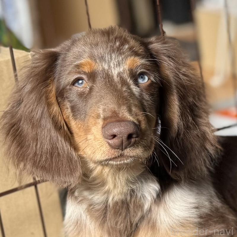 成約済の埼玉県のミニチュアダックスフンド(ロングヘアード)-417128の5枚目