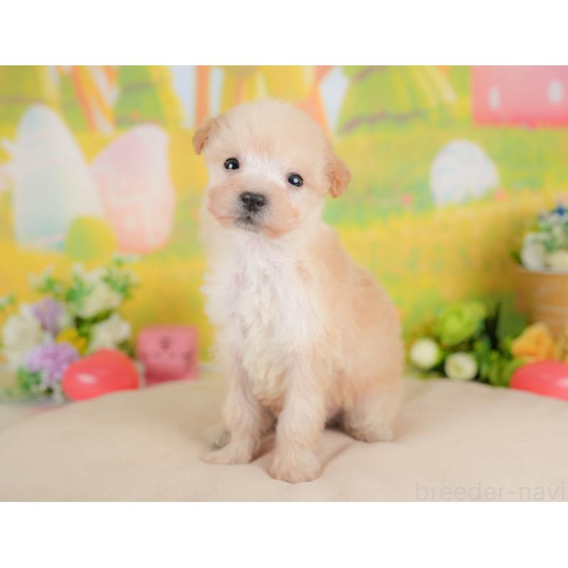 販売中の群馬県のビションプー:ビションフリーゼ×トイプードル-424366の8枚目