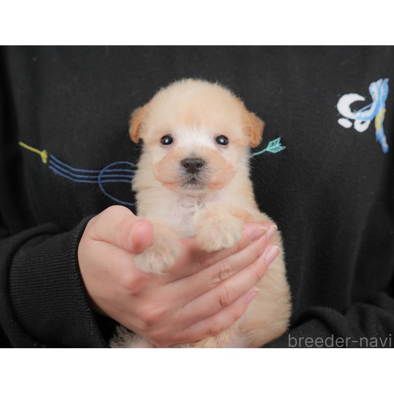 販売中の群馬県のビションプー:ビションフリーゼ×トイプードル-424366