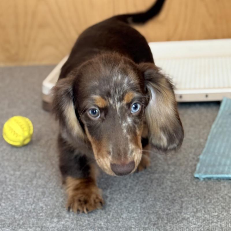 成約済の埼玉県のミニチュアダックスフンド(ロングヘアード)-417128の2枚目