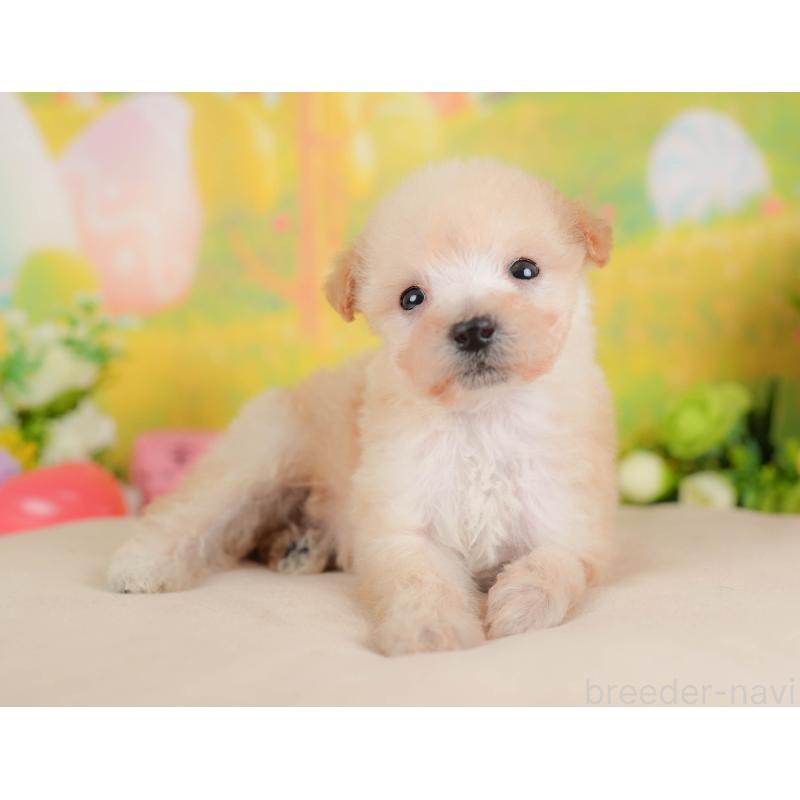 販売中の群馬県のビションプー:ビションフリーゼ×トイプードル-424366の7枚目