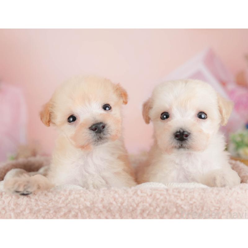 販売中の群馬県のビションプー:ビションフリーゼ×トイプードル-424366の6枚目