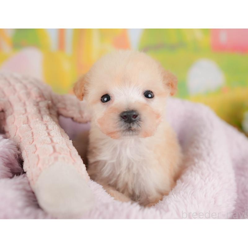 販売中の群馬県のビションプー:ビションフリーゼ×トイプードル-424366の5枚目