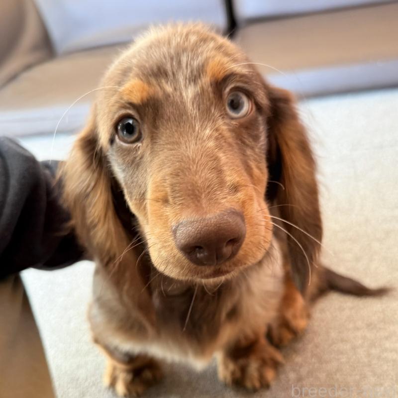 成約済の埼玉県のミニチュアダックスフンド(ロングヘアード)-417119の8枚目