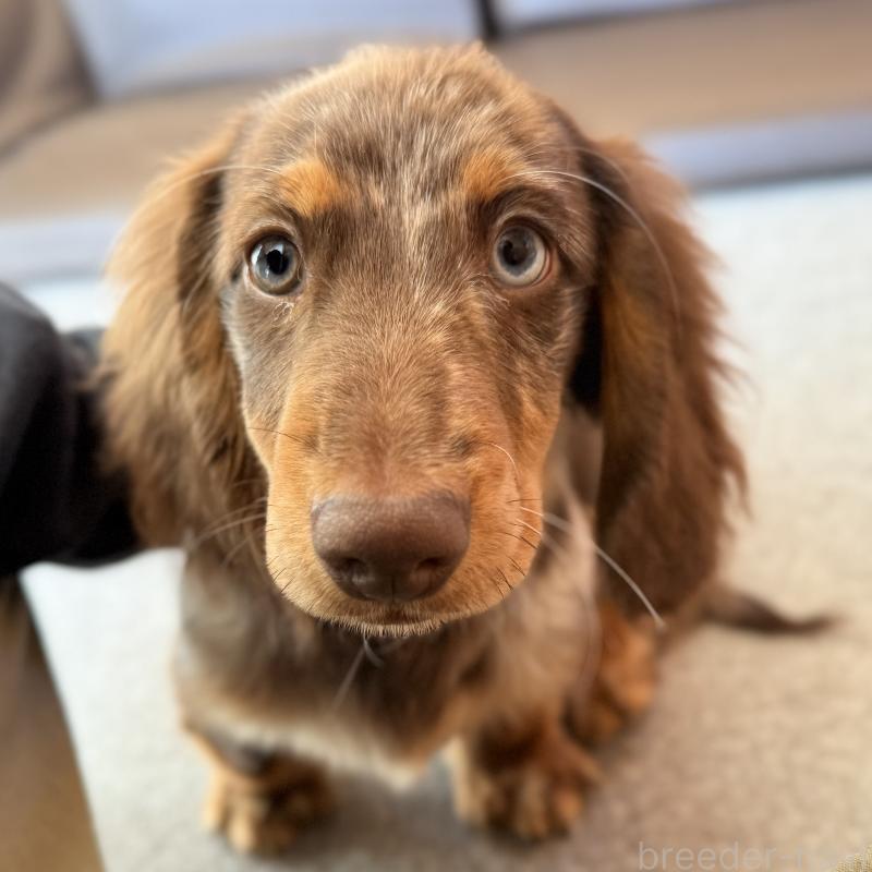 成約済の埼玉県のミニチュアダックスフンド(ロングヘアード)-417119の7枚目