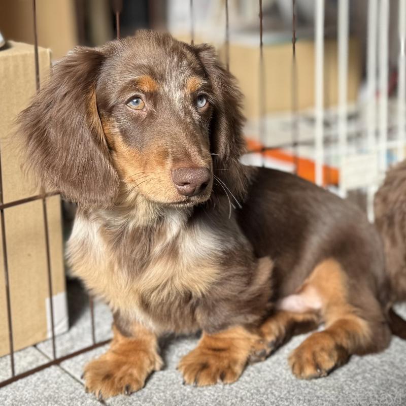 商談中ののミニチュアダックスフンド(ロングヘアード)-417119
