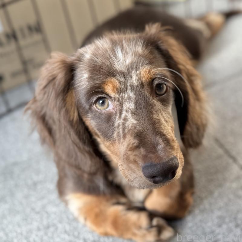 成約済の埼玉県のミニチュアダックスフンド(ロングヘアード)-417119の5枚目