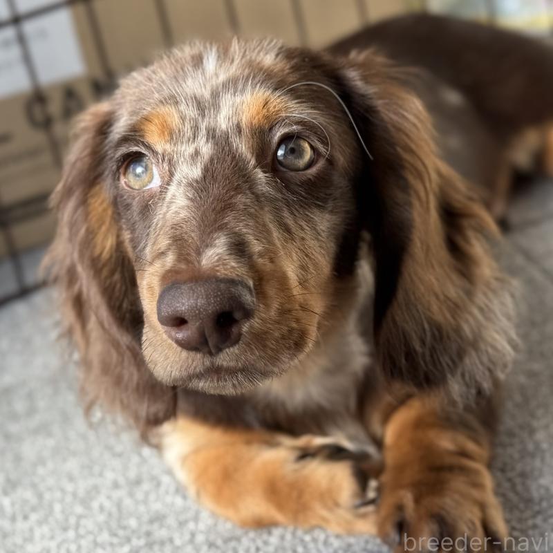 成約済の埼玉県のミニチュアダックスフンド(ロングヘアード)-417119の4枚目