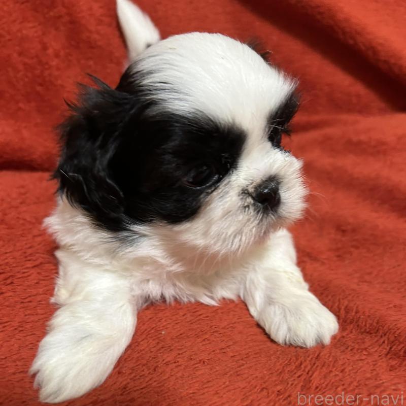 販売中の石川県のシーズー-430610の5枚目