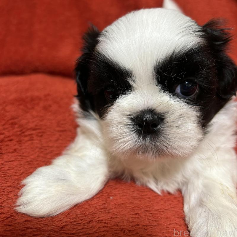 販売中の石川県のシーズー-430610の4枚目