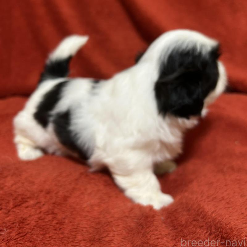 販売中の石川県のシーズー-430610の3枚目