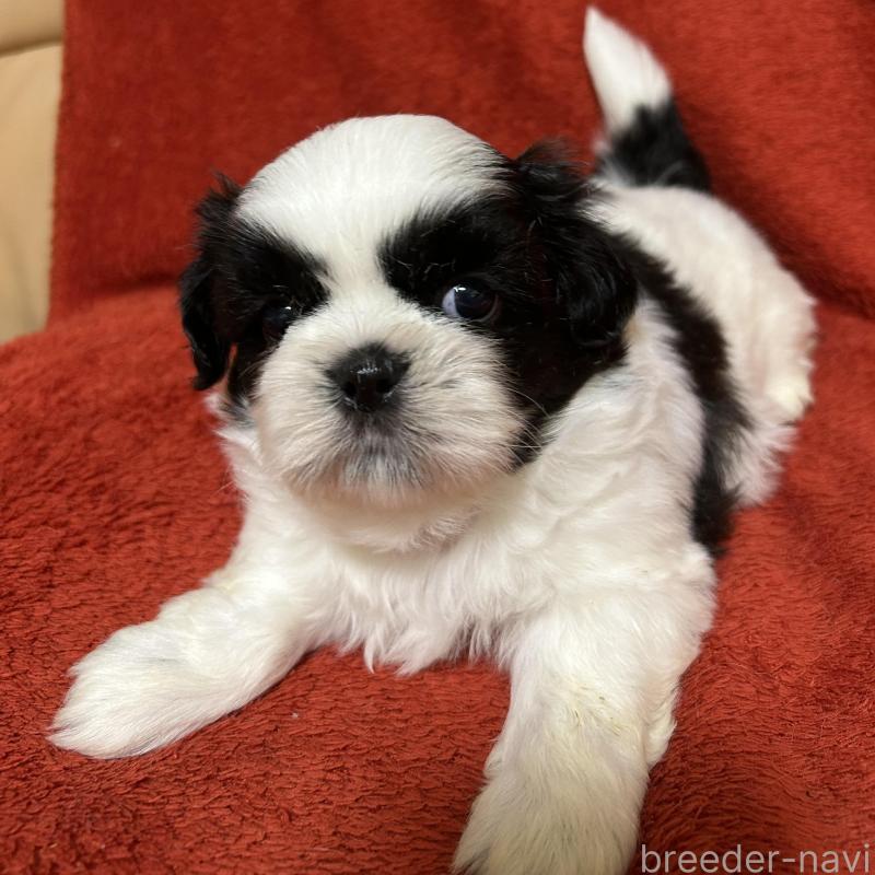 販売中の石川県のシーズー-430610の2枚目