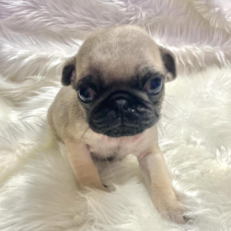 販売中の佐賀県のパグ-430611の1枚目