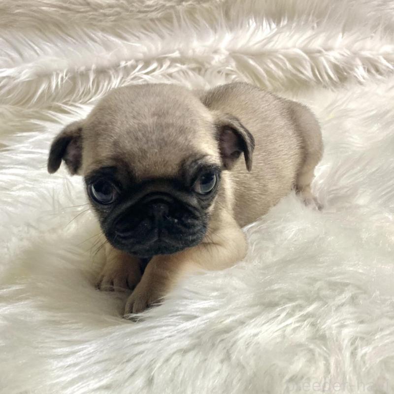 販売中の佐賀県のパグ-430611の6枚目