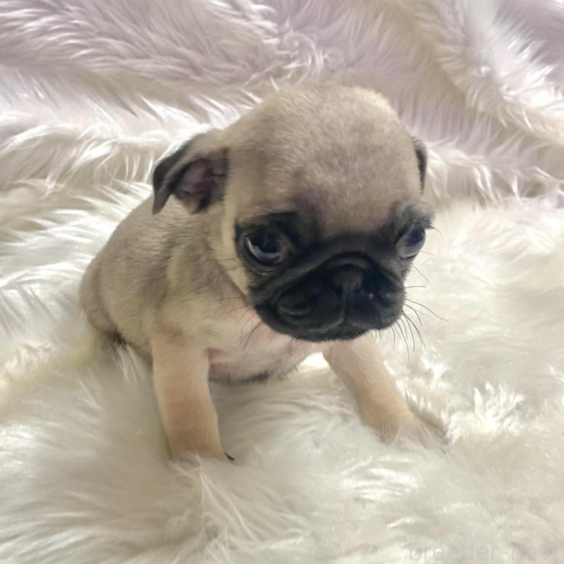 販売中の佐賀県のパグ-430611の5枚目