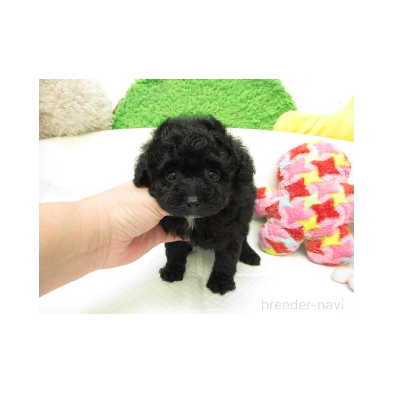 販売中の大阪府のトイプードル-430609