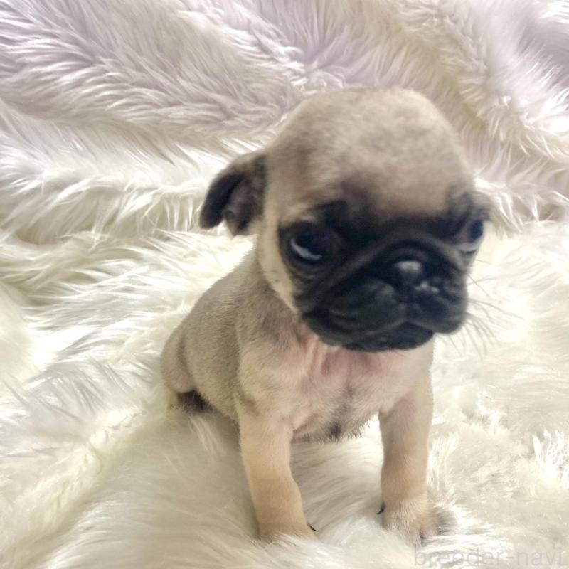 販売中の佐賀県のパグ-430611の4枚目