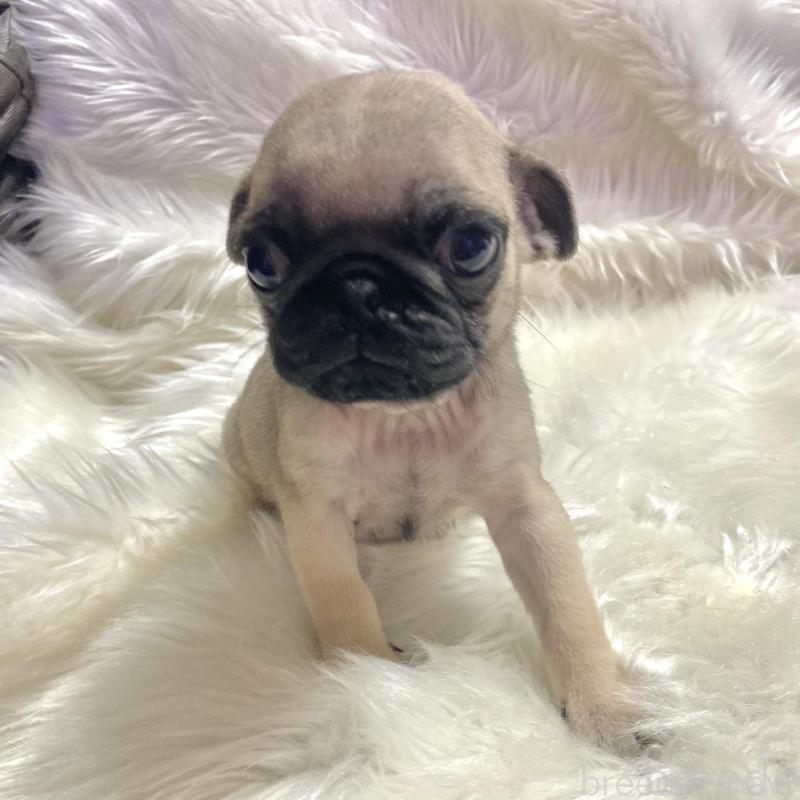 販売中の佐賀県のパグ-430611の3枚目