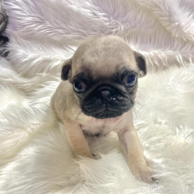 販売中の佐賀県のパグ-430611の2枚目