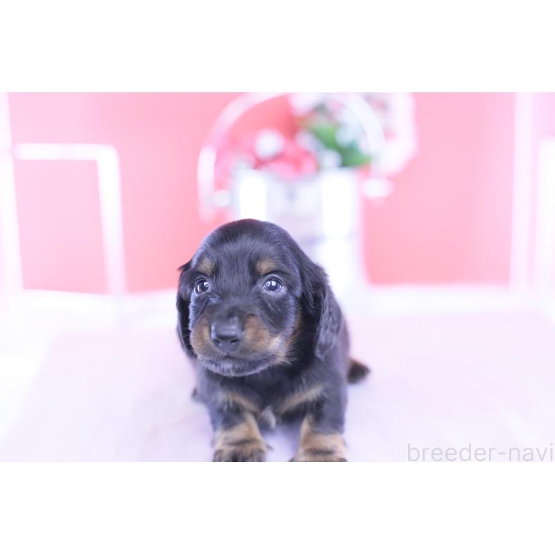 販売中の愛知県のカニンヘンダックスフンド(ロングヘアード)-430613の12枚目