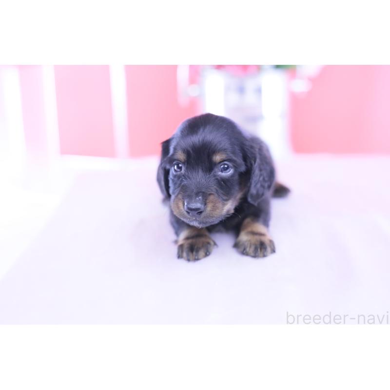 販売中の愛知県のカニンヘンダックスフンド(ロングヘアード)-430613の10枚目