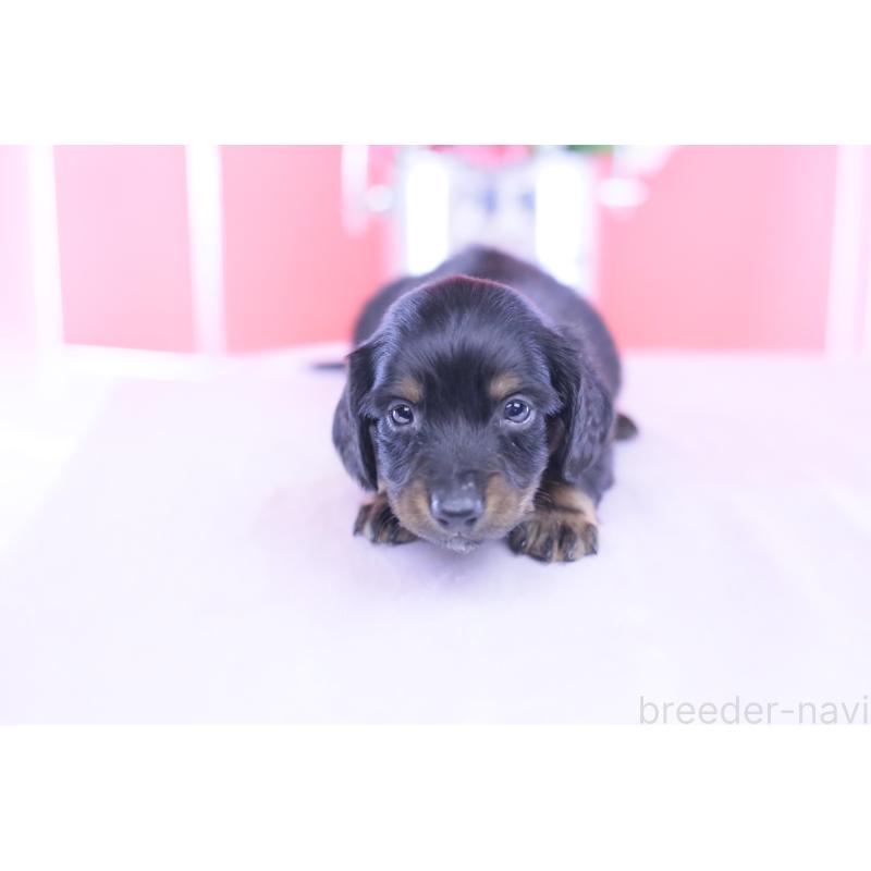 販売中の愛知県のカニンヘンダックスフンド(ロングヘアード)-430613の8枚目