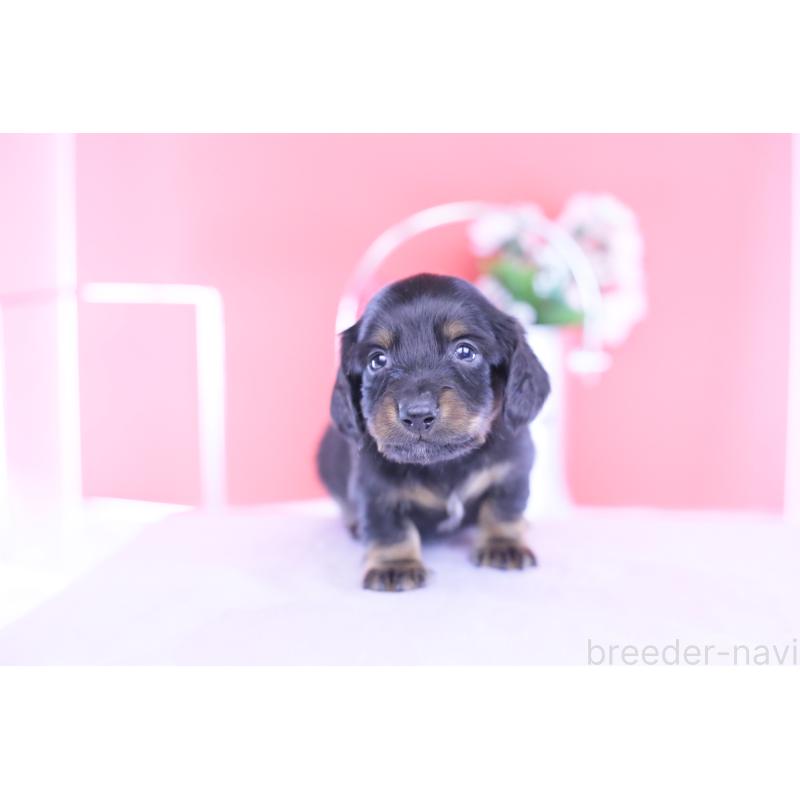 販売中の愛知県のカニンヘンダックスフンド(ロングヘアード)-430613の6枚目