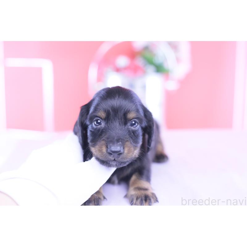 販売中の愛知県のカニンヘンダックスフンド(ロングヘアード)-430613の5枚目