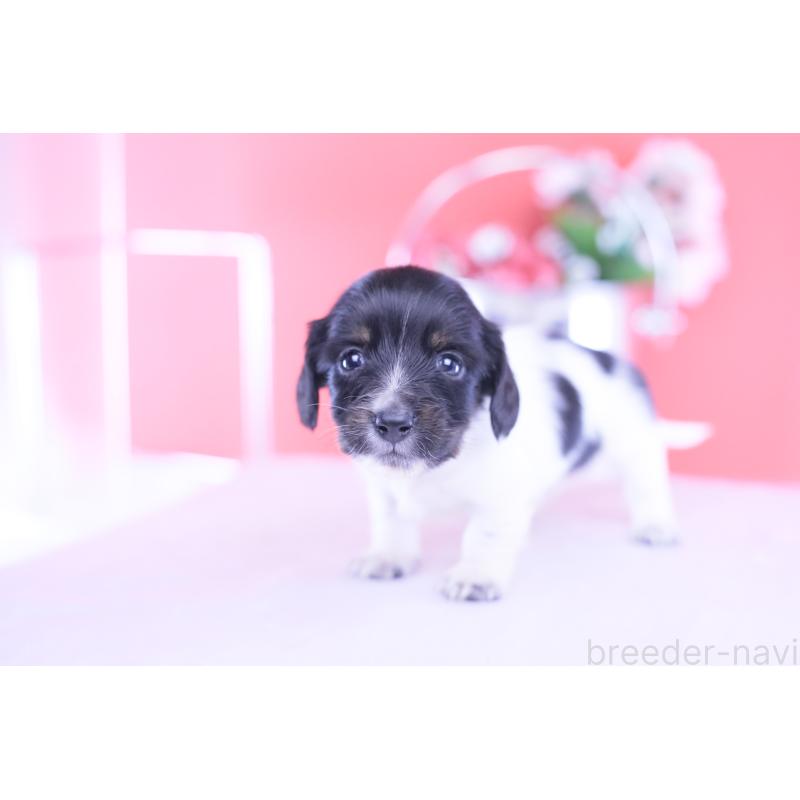 販売中の愛知県のカニンヘンダックスフンド(ロングヘアード)-430616の13枚目