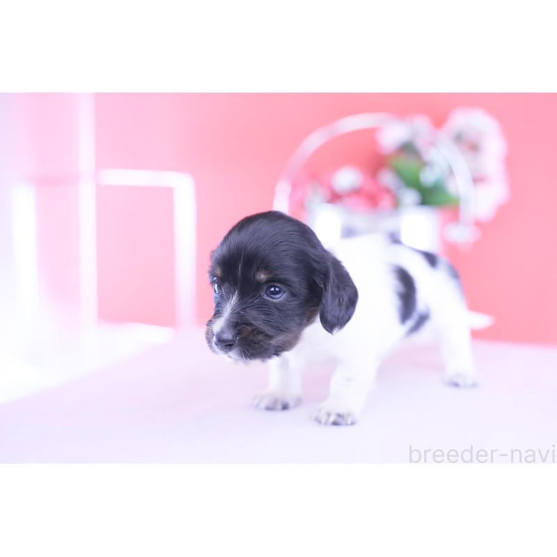 販売中の愛知県のカニンヘンダックスフンド(ロングヘアード)-430616の12枚目